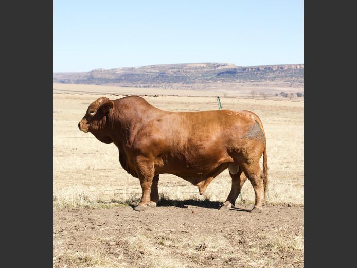Lot 30 | 26STE NASIONALE BEEFMASTER VEILING | SwiftVEE | Livestock ...