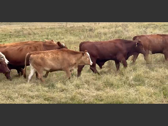 Weaners 