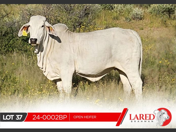 24-0002BP | LARED BRAHMAN