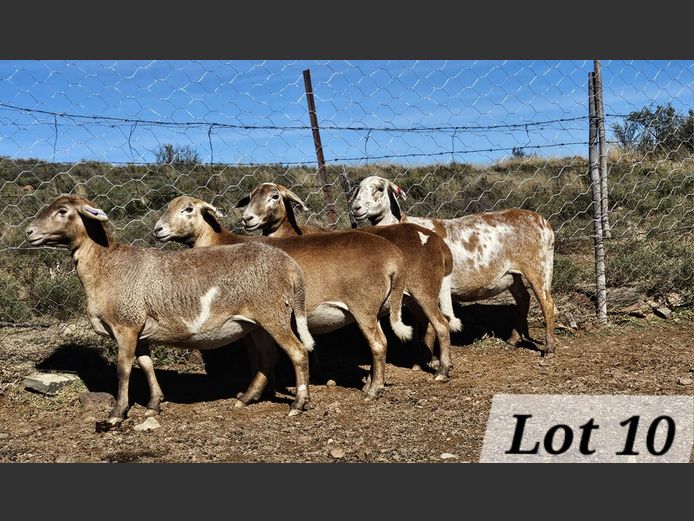Ewes | Ben Tson