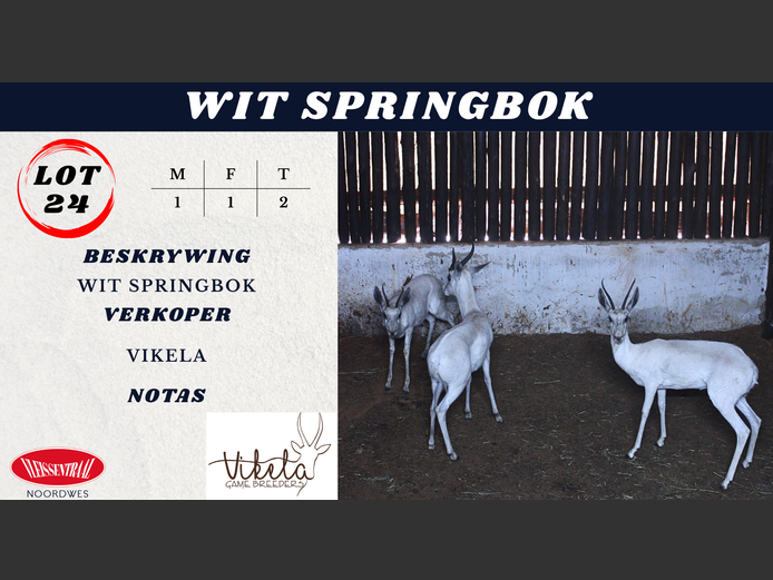 WIT SPRINGBOK