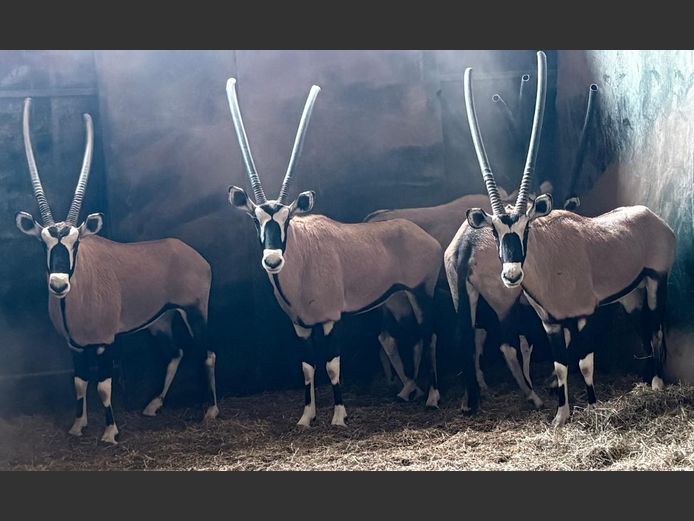 Gemsbok Bulle