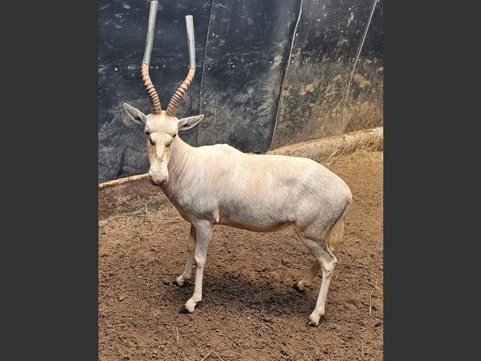 WIT BLESBOK | H PRETORIUS