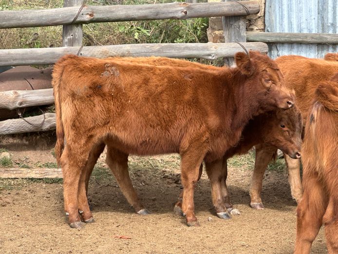 Weaners | Wanfield Farming