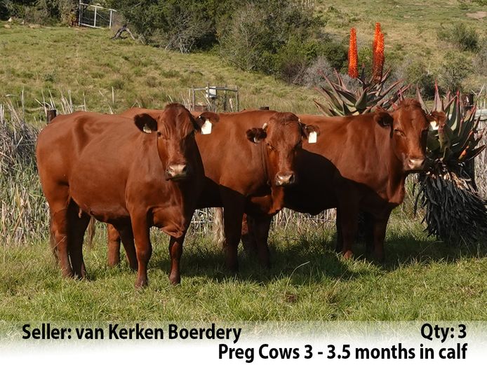 Commercial Animals | van Kerken Boerdery