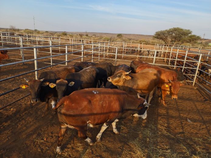 VAN NIEKERK PJ | DAIRY CATTLE 