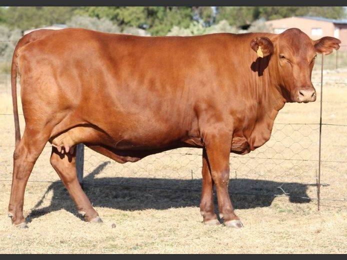 AB210128 | CCR BEEF (PTY) LTD