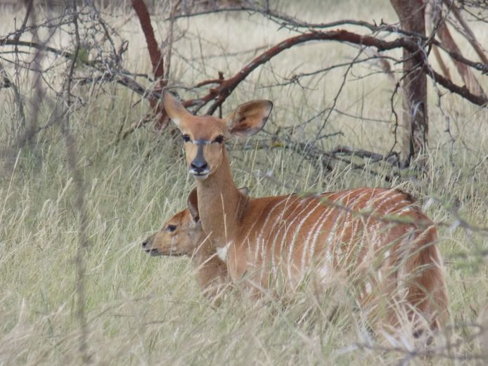 Goue Wildebeeste