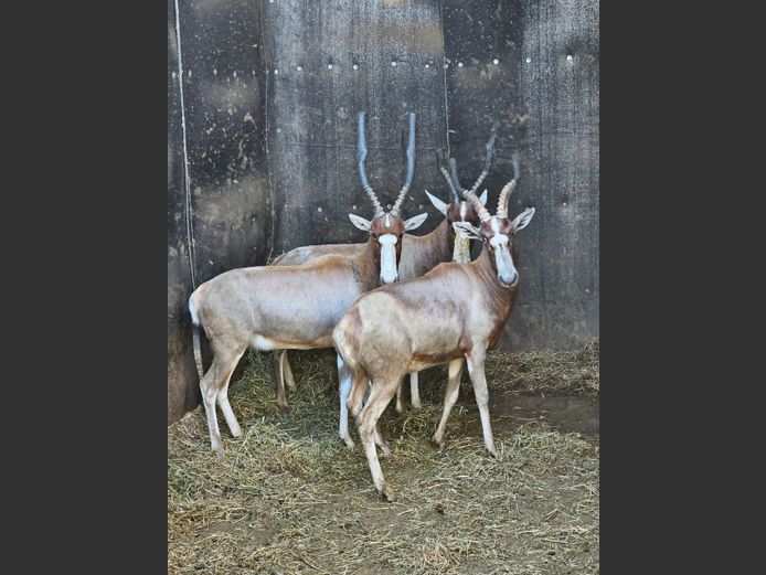 YELLOW BLESBUCK | 1 x KRUISRIVIER
2 x HELICON