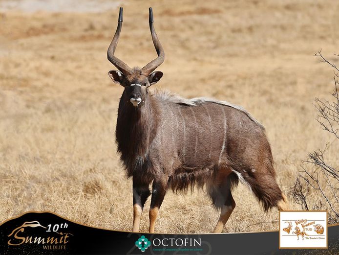 30" Nyala Bull	