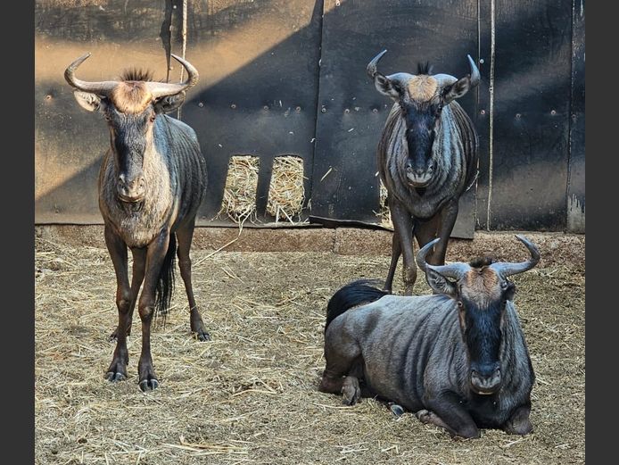 BLUE WILDEBEEST | W. KLOPPERS