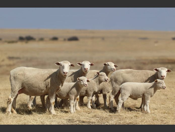Commercial Ewes | DORMERIFIC