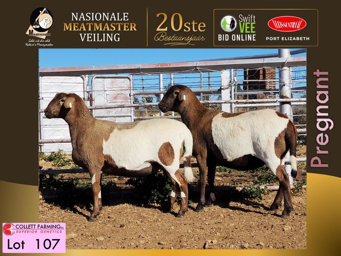 CC 25 2950 | Collett Farming