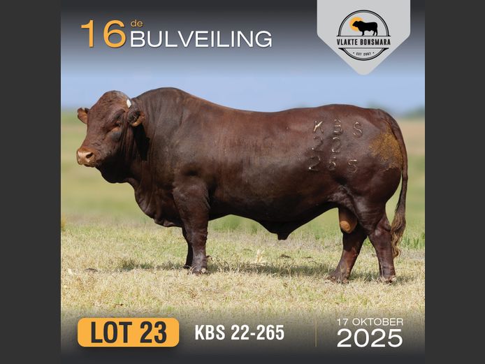 KBS 220265 | KAMEELDORING BONSMARA