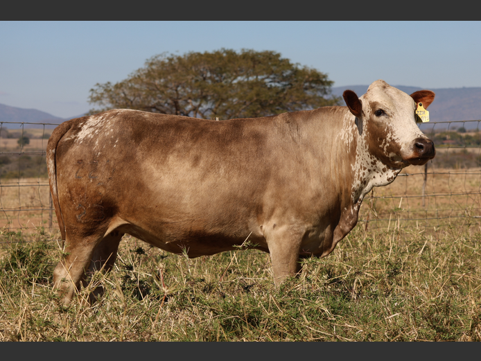 ZZN 230019 | BERTIE VAN ZYL EDMS BPK
