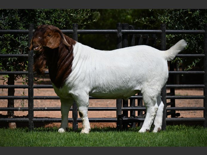 762 240950 | Nico Botha Boerbokstoet