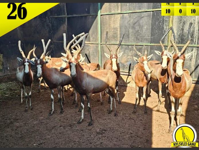 YELLOW BLESBUCK | RHINO