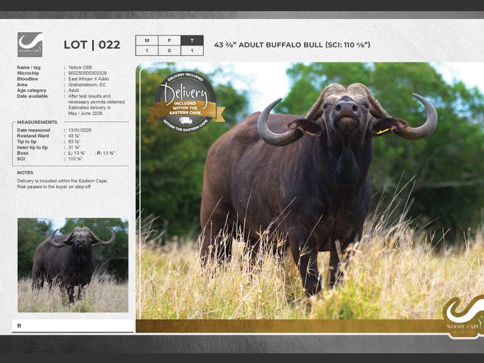 Buffalo | Woody Cape Wildlife (Pty) Ltd