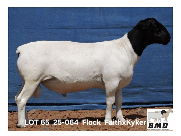 25-064 | BROER MARITZ DORPERS