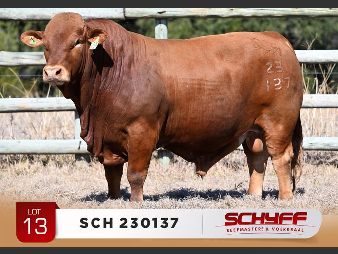 SCH 230137