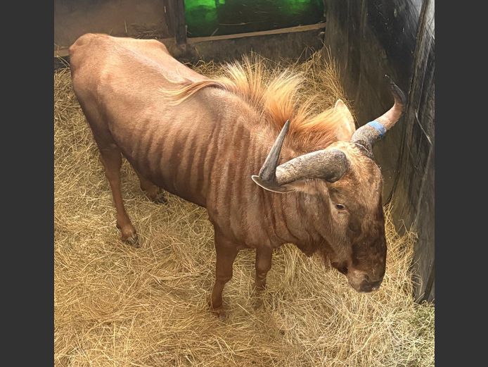 Goue Wildebees Jagbul