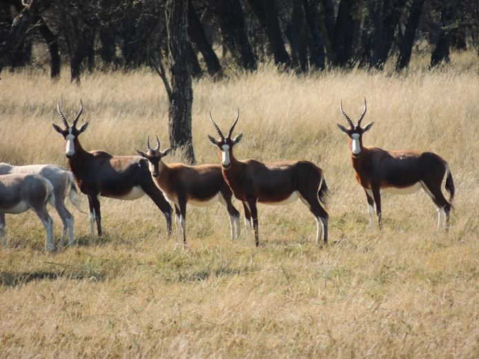 BLESBOK OOIE