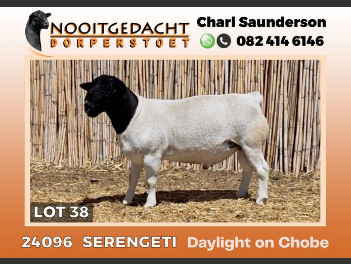 24096 | NOOITGEDACHT  DORPERS