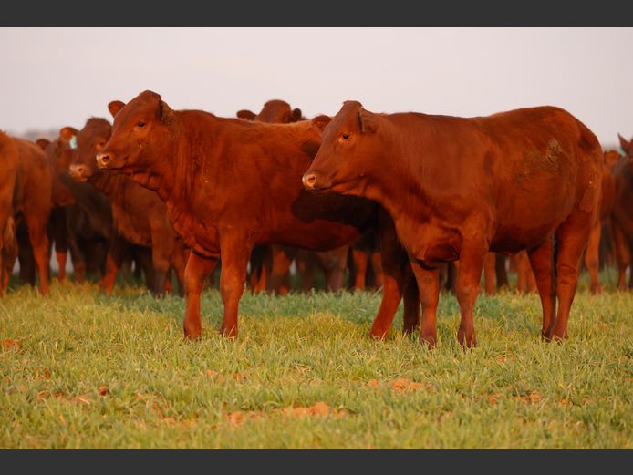 Lot 11 | PRESTIGE AANTEELVEILING | SwiftVEE | South Africa’s Leading ...