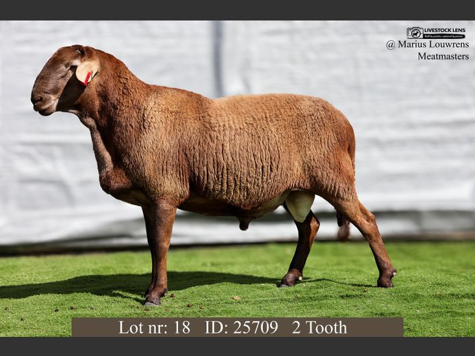 25709 | Marius Louwrens Meatmasters