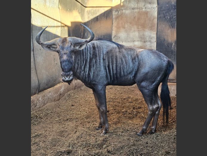 BLUE WILDEBEEST | DITJABE