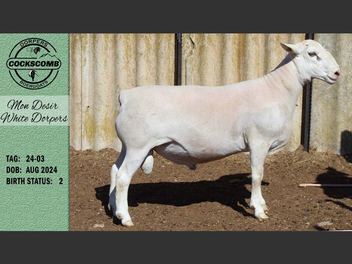 24-03 | Mon Desir White Dorpers