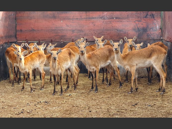 Lechwe | Helicon E 