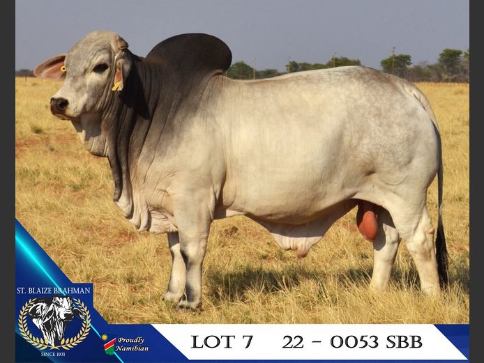 22-0053SBB | ST. BLAIZE BRAHMAN STOET