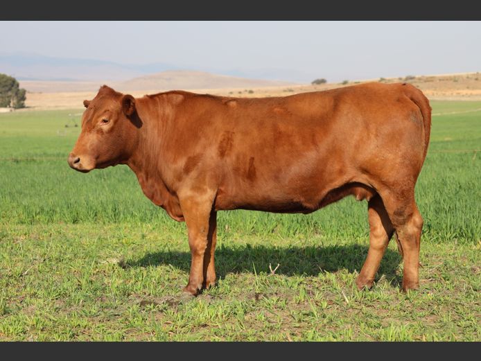 HBH 200096 | CLARK CATTLE COMPANY PTY LTD