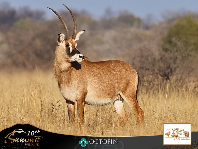 29 2/8" Roan Cow ICT 36" Geronimo