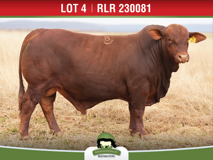 RLR 230081 | J.H. MEYER