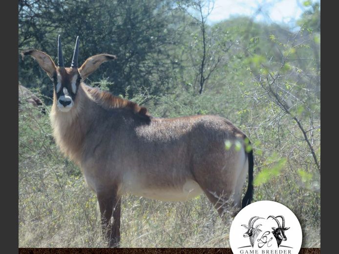 Roan Heifer | WATERBERG PLATO GAME BREEDERS