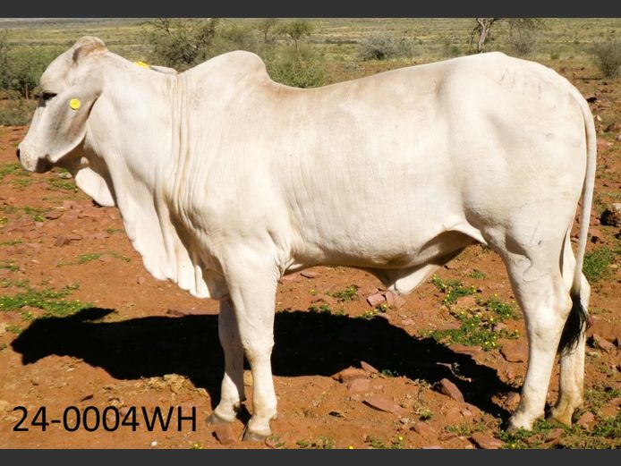 24-0004WH | SWARTRANTE BRAHMANE