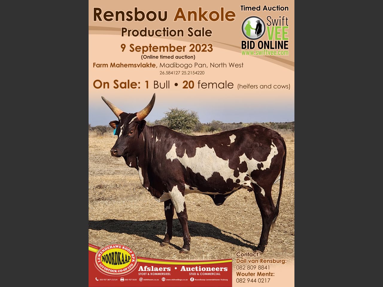 RENSBOU ANKOLE PRODUCTION AUCTION | SwiftVEE | South Africa’s Leading ...