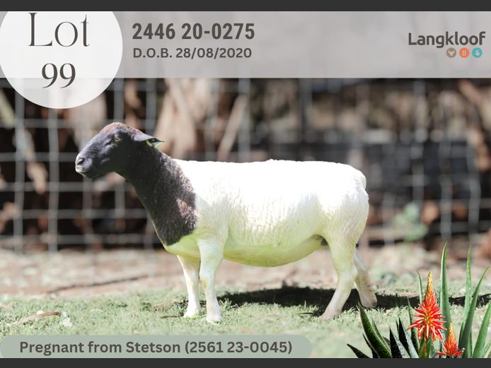 2793-250019 | LANGKLOOF DORPERS