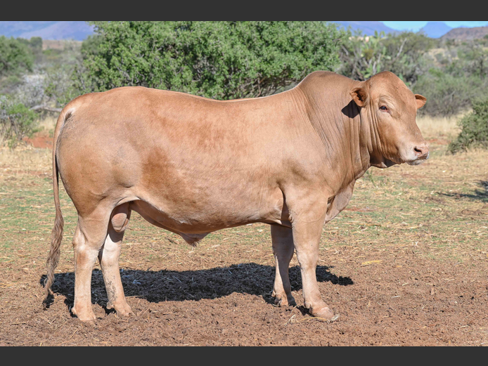 A220047 | ACACIA MOUNTAIN TULIS