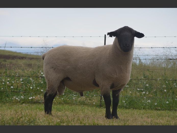 301 240296 | TWEESEUNS