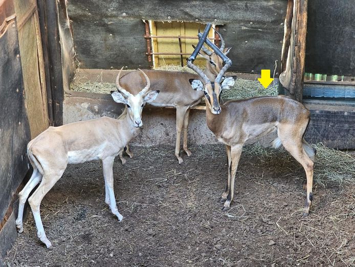 SADDLEBACK IMPALA | NYANE GAME