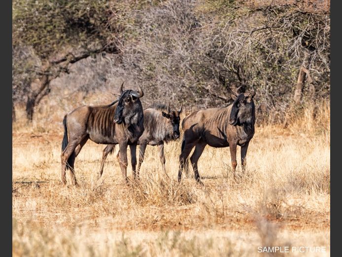 BLUE WILDEBEEST | GOLDEN GAME WILDLIFE
