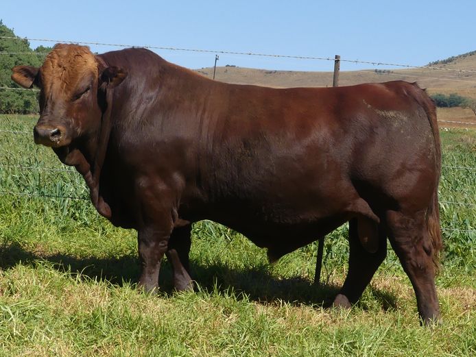 LAR 230351 | UP GEORGE FARMS CC