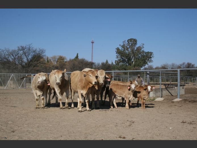 Commercial Animals