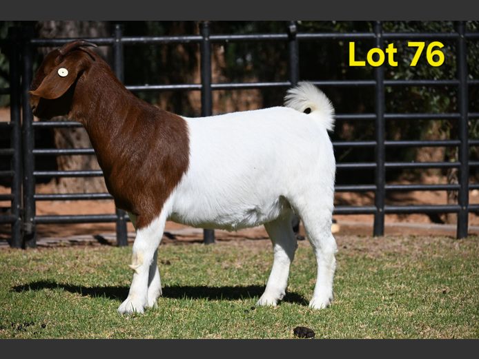 776-25-228 | Nico Botha Boerbokstoet