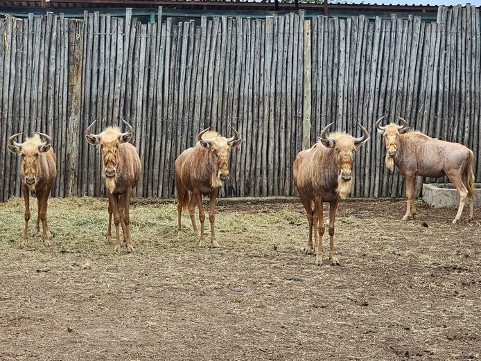 GOUE WILDEBEES | RDB SAFARIS