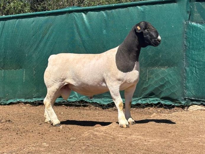 25155 | JACQUES LOUW - FARM RUITERSPOORT
