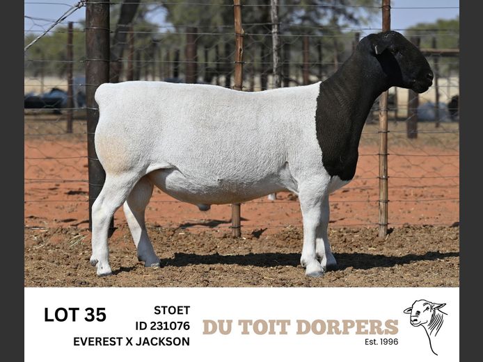231076 | DU TOIT DORPERS